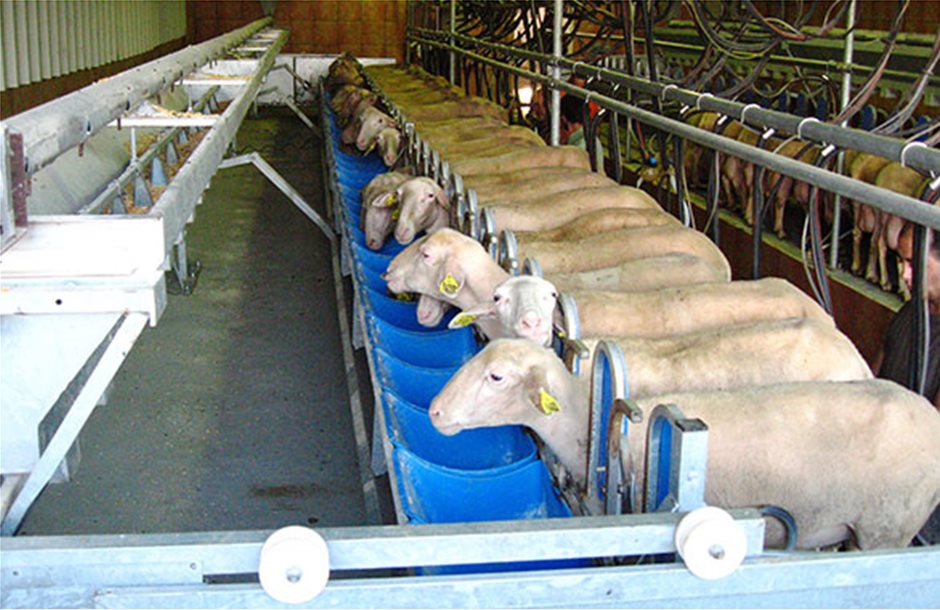 Στα 100 πρόβατα το ελάχιστο όριο για αλμεκτήριο με Σχέδιο Βελτίωσης